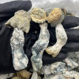 Albino Penis Envy Shrooms